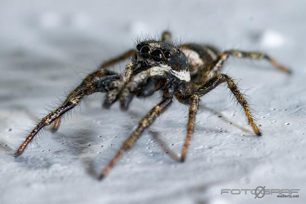 Zebra jumping spider (Murzebraspindel)