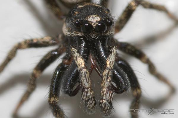 Zebra jumping spider (Murzebraspindel)