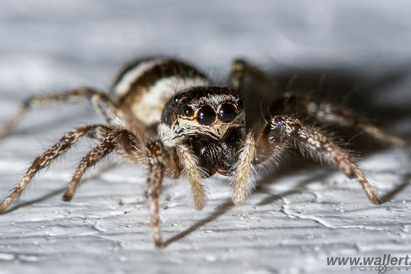 Zebra jumping spider(Murzebraspindel)