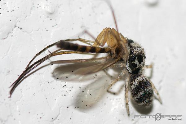 Zebra jumping spider(Murzebraspindel)