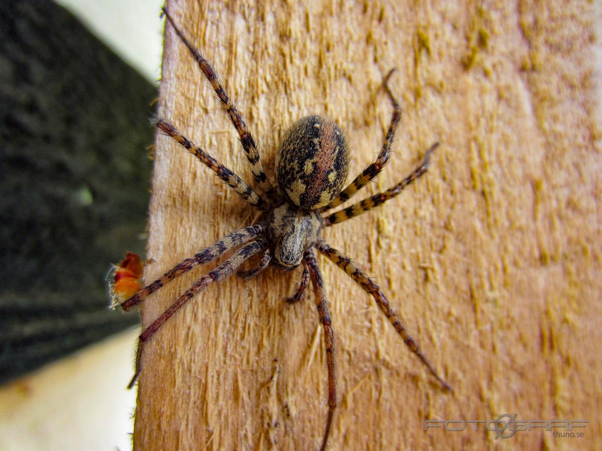 Charcoal spider (Laduspindel) Tegenaria ferruginea