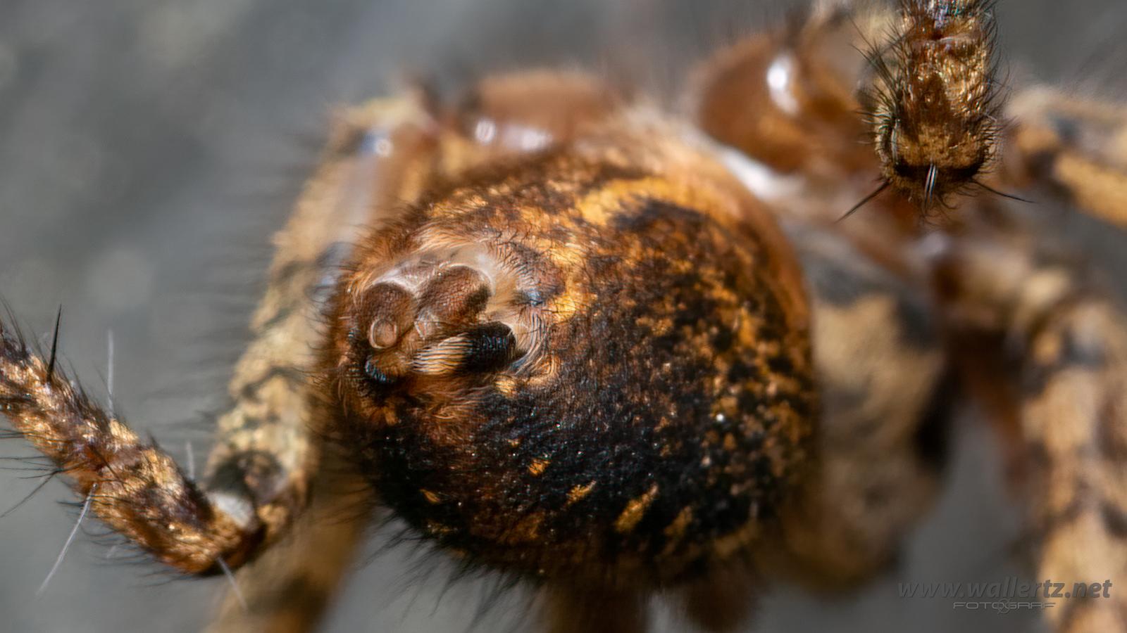 Charcoal spider (Laduspindel) Tegenaria ferruginea