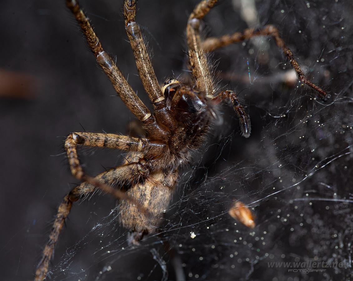 Charcoal spider (Laduspindel) Tegenaria ferruginea