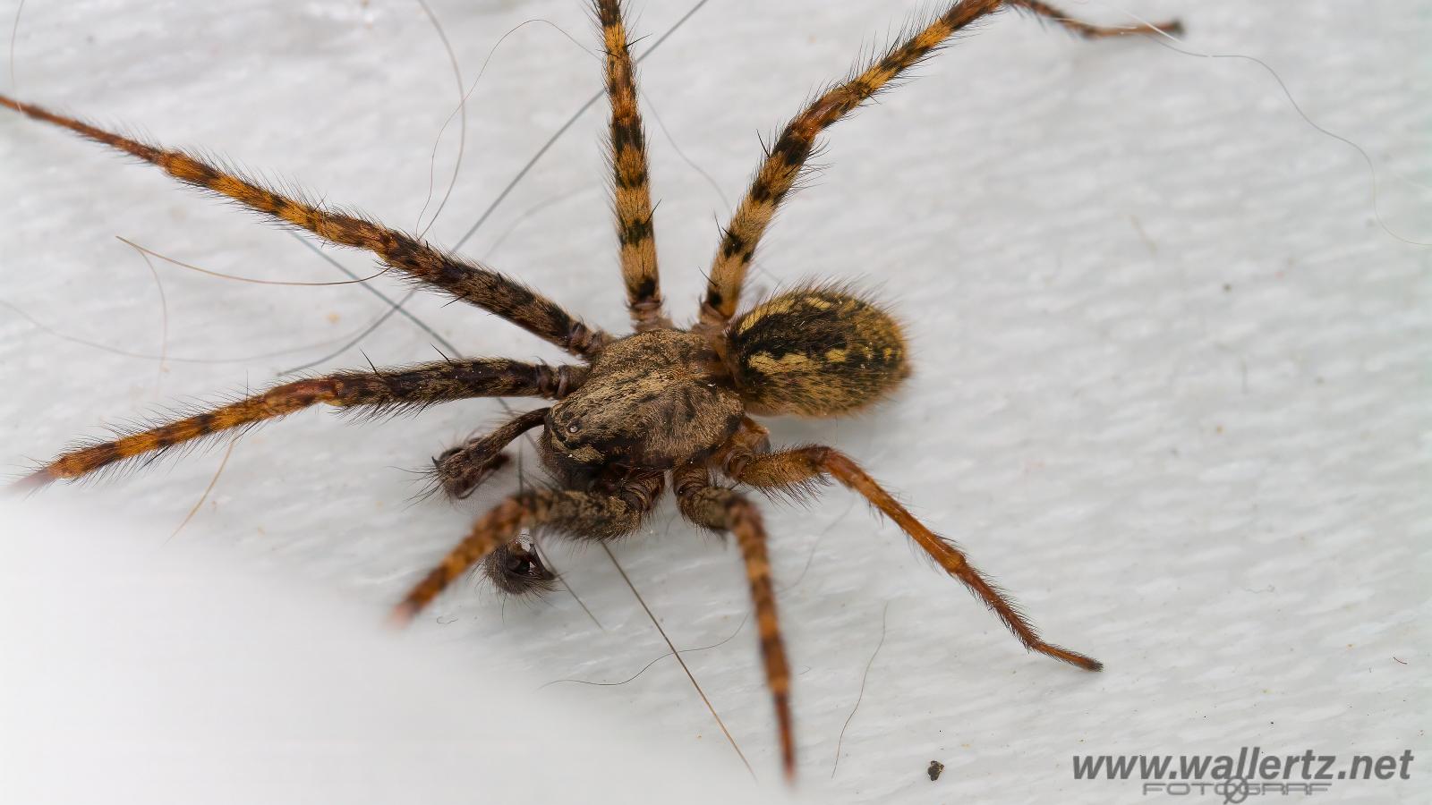 Charcoal spider (Laduspindel) 