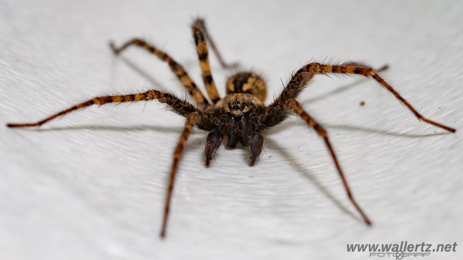 Charcoal spider (Laduspindel) Tegenaria ferruginea