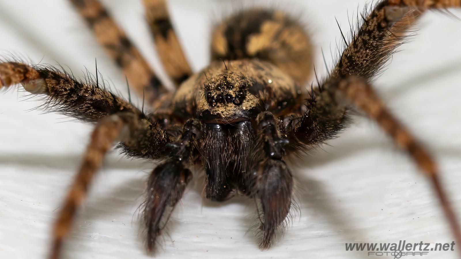 Charcoal spider (Laduspindel)