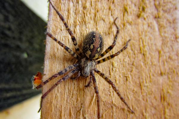 Charcoal spider (Laduspindel)