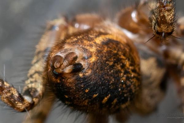 Charcoal spider (Laduspindel)