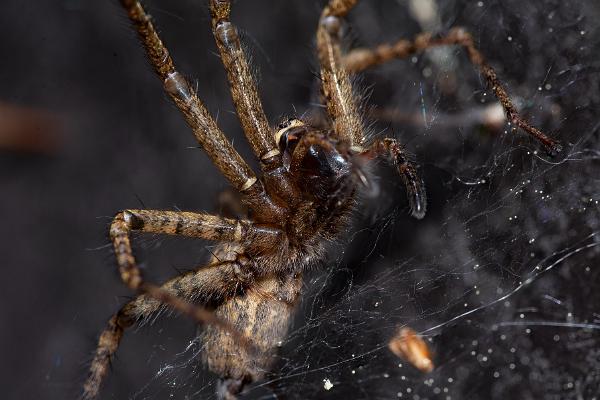 Charcoal spider (Laduspindel)