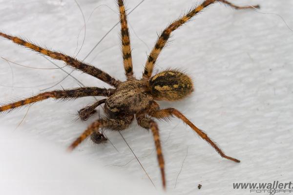 Charcoal spider (Laduspindel)