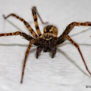 Charcoal spider (Laduspindel)