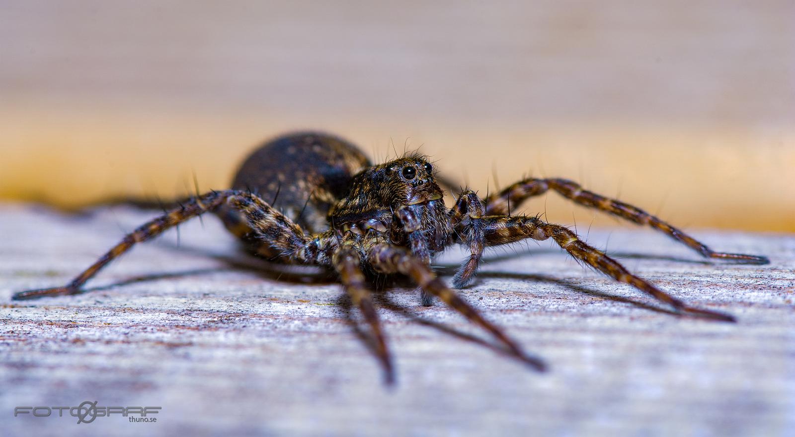 Spotted wolf spider (Prickvargspindel)