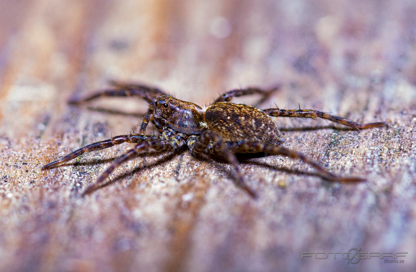 Wolf spider