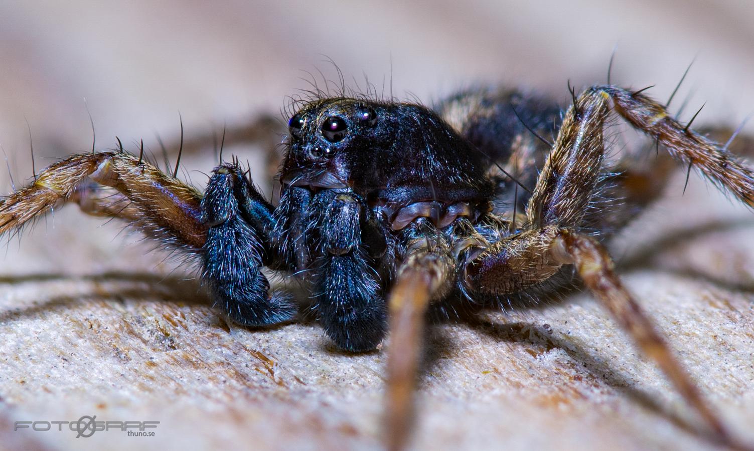 Spotted wolf spider (Prickvargspindel)