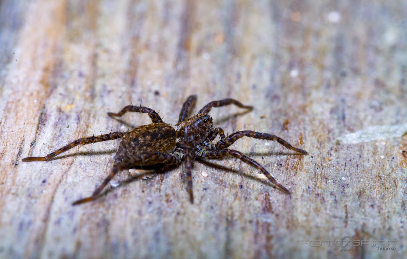 Wolf spider