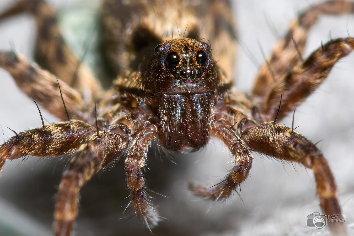 Thin-legged wolf spider (Lövvargspindel)