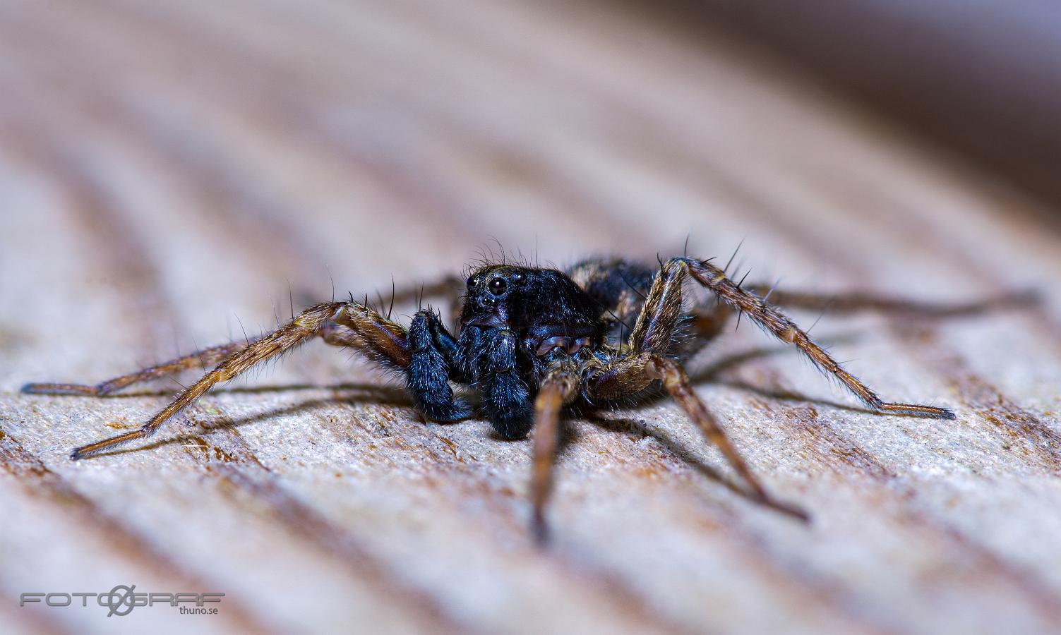 Spotted wolf spider (Prickvargspindel)