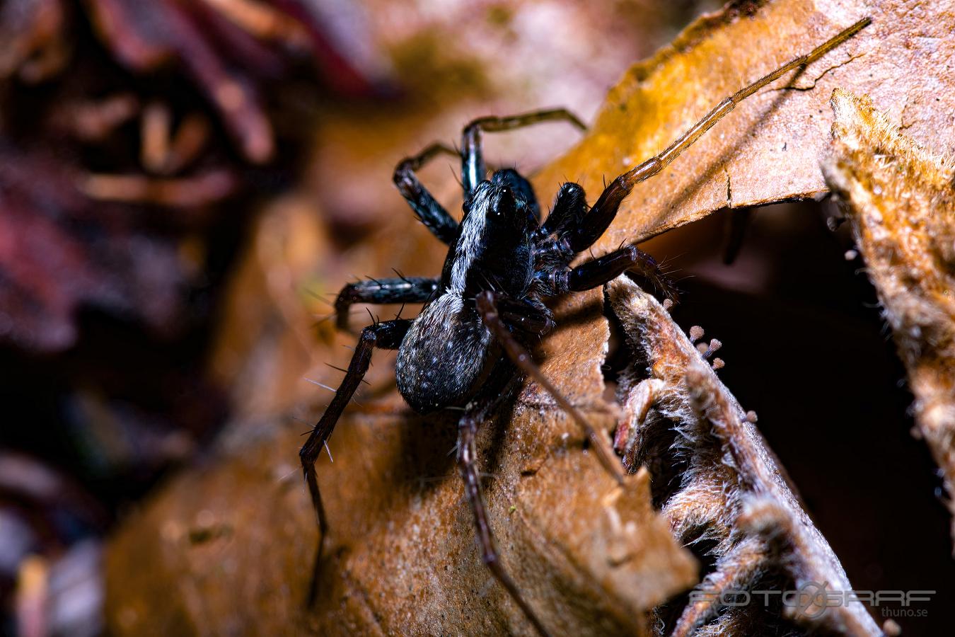 Thinlegged wolf spider (Lövvargspindel)