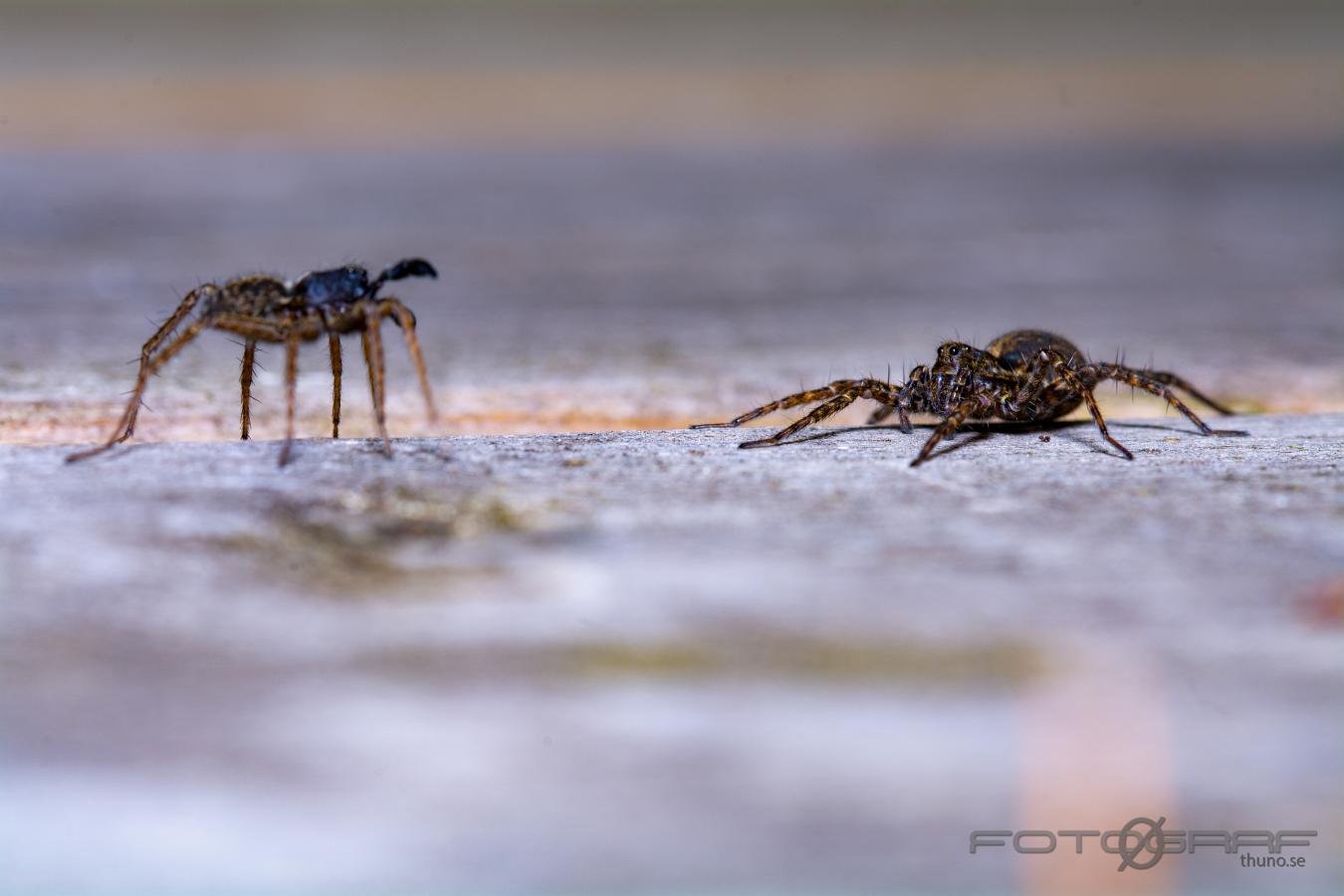 Spotted wolf spider (Prickvargspindel)