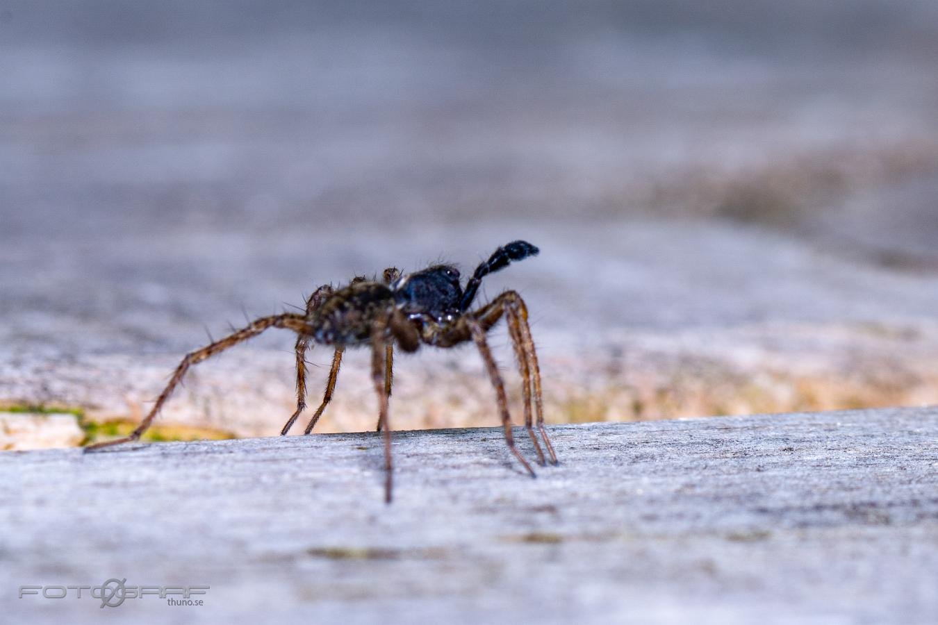 Spotted wolf spider (Prickvargspindel)