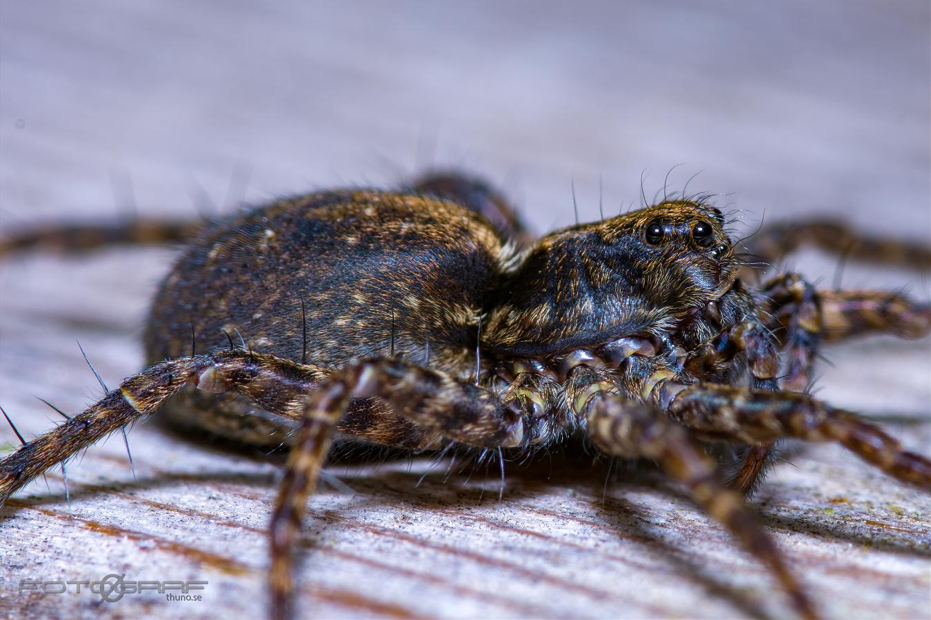 Spotted wolf spider (Prickvargspindel)