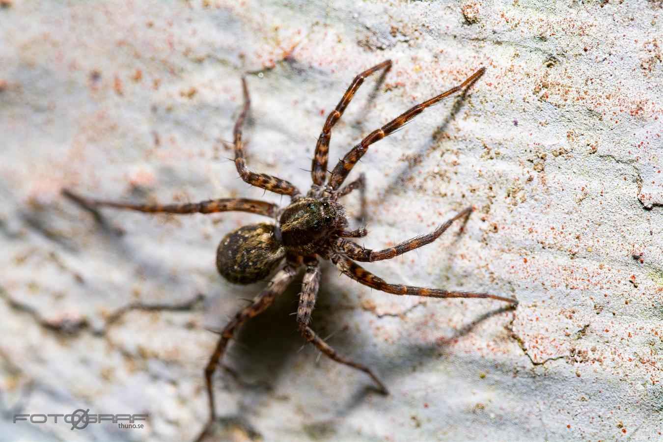 Spotted wolf spider (Prickvargspindel)