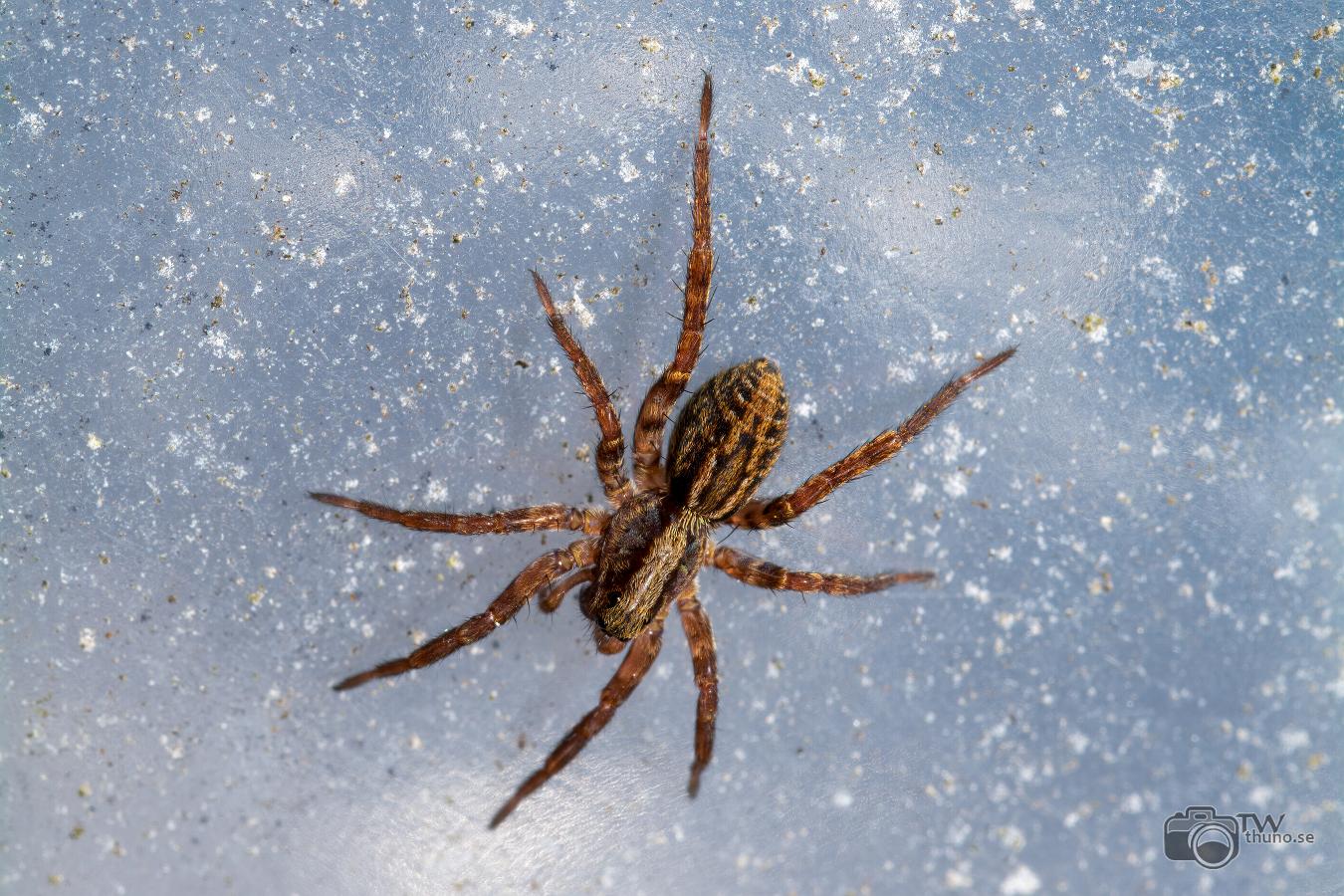 Common fox-spider (Ängsvargspindel)