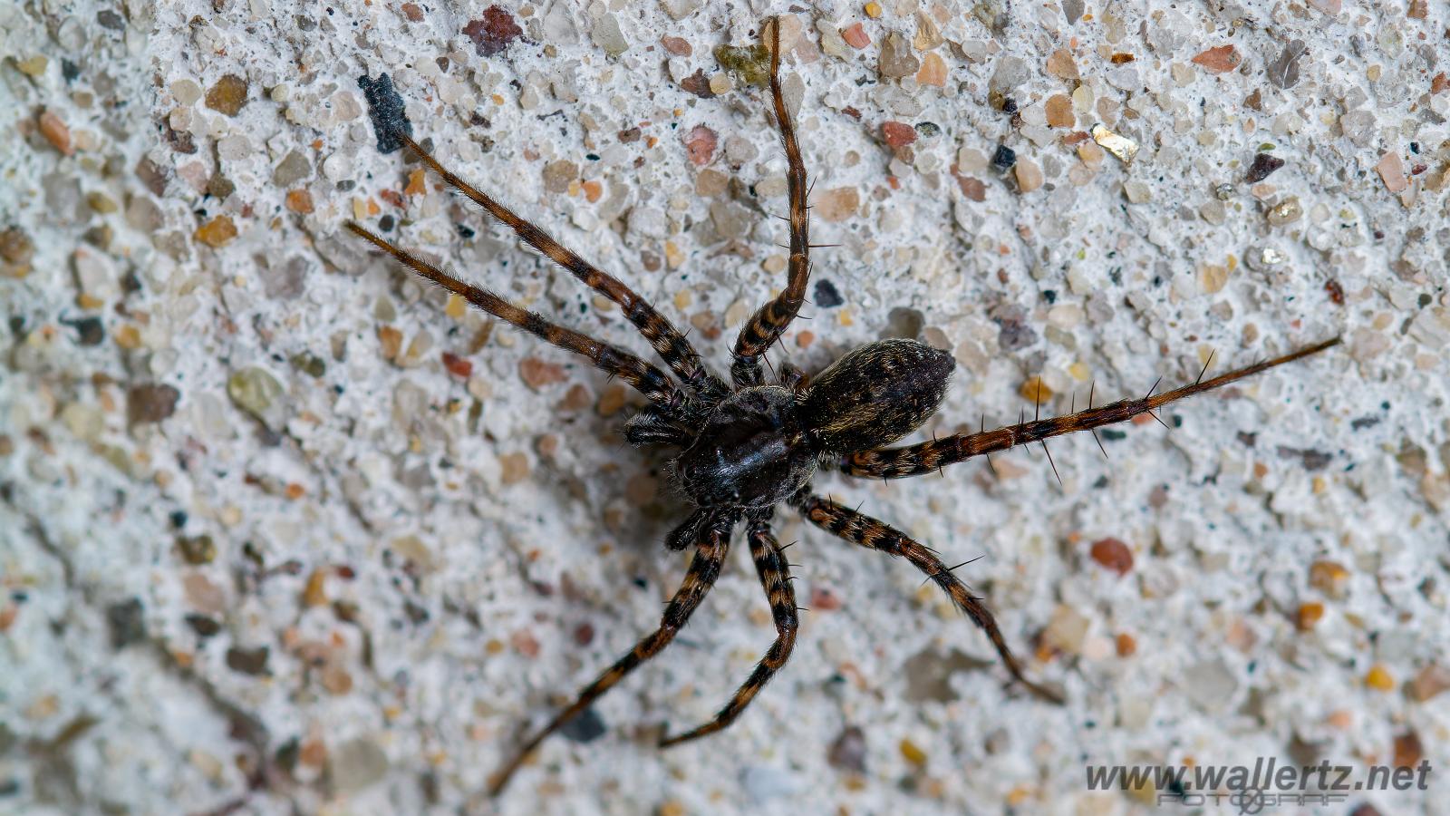 Wolf spider (Strumpvargspindel)