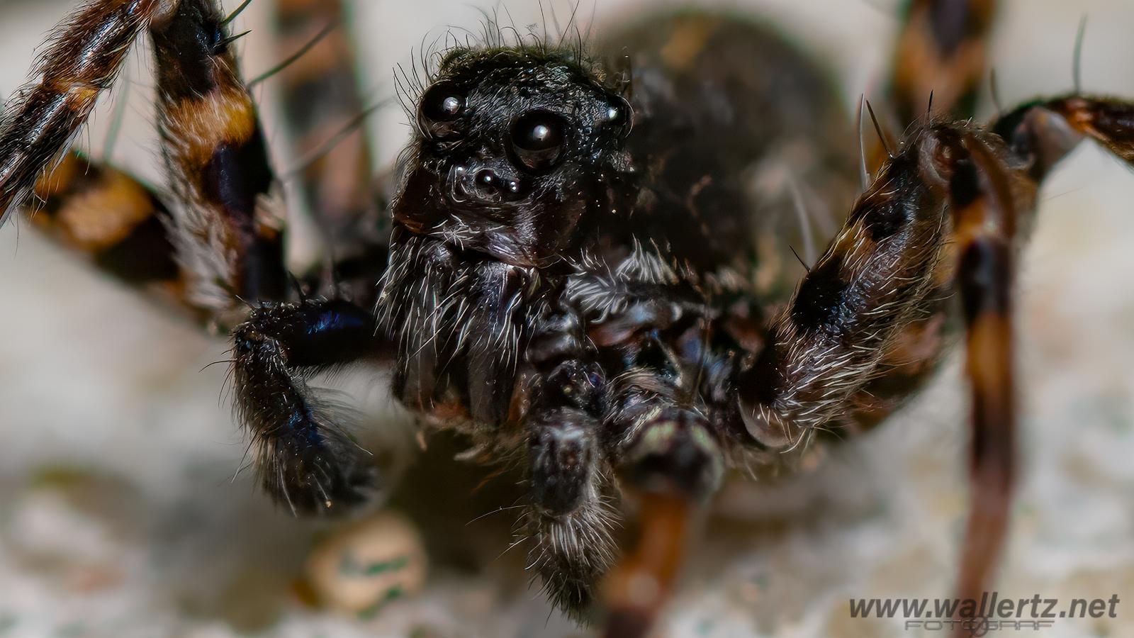 Wolf spider (Strumpvargspindel)