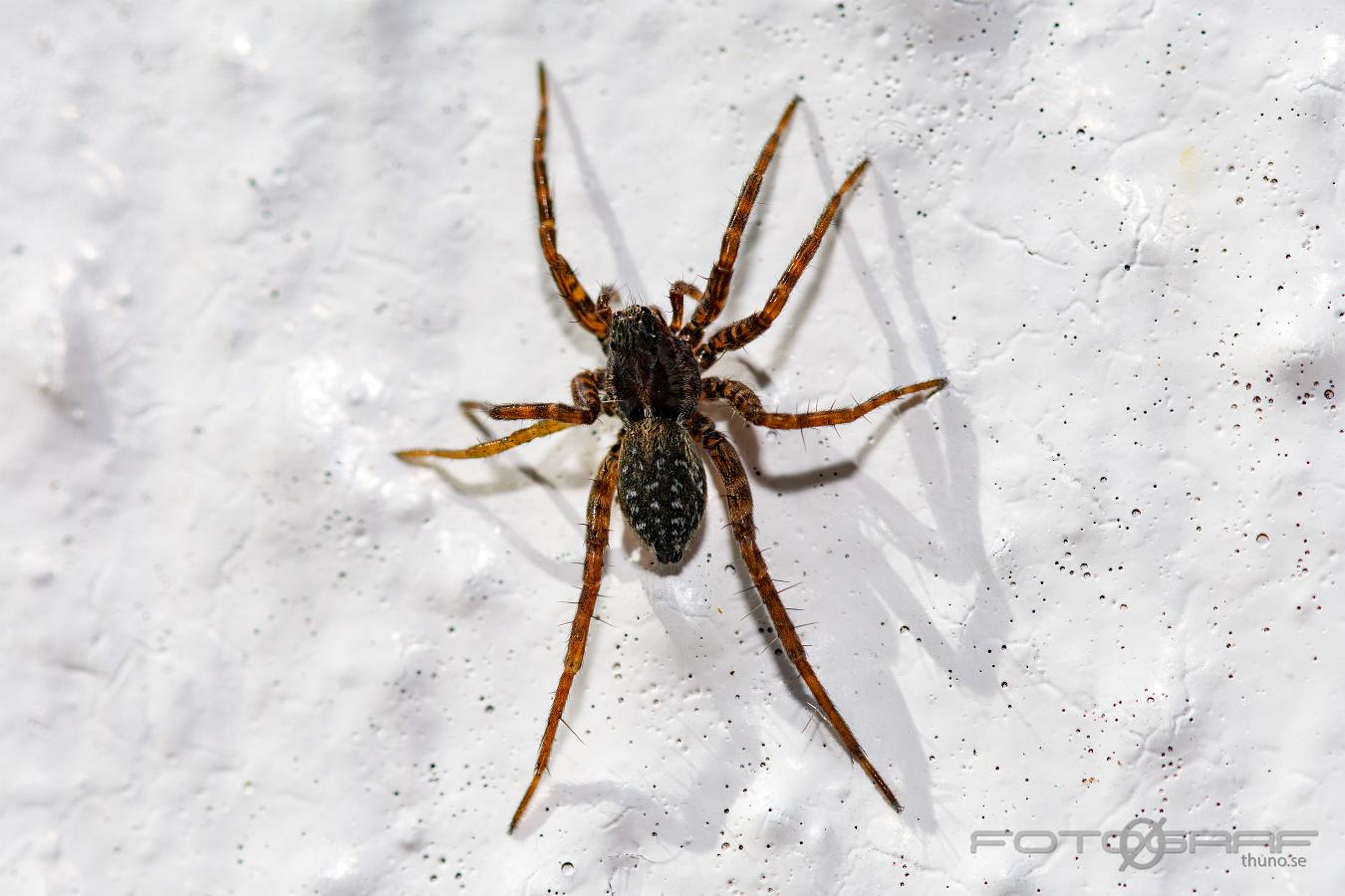 Wolf spider (Strumpvargspindel)