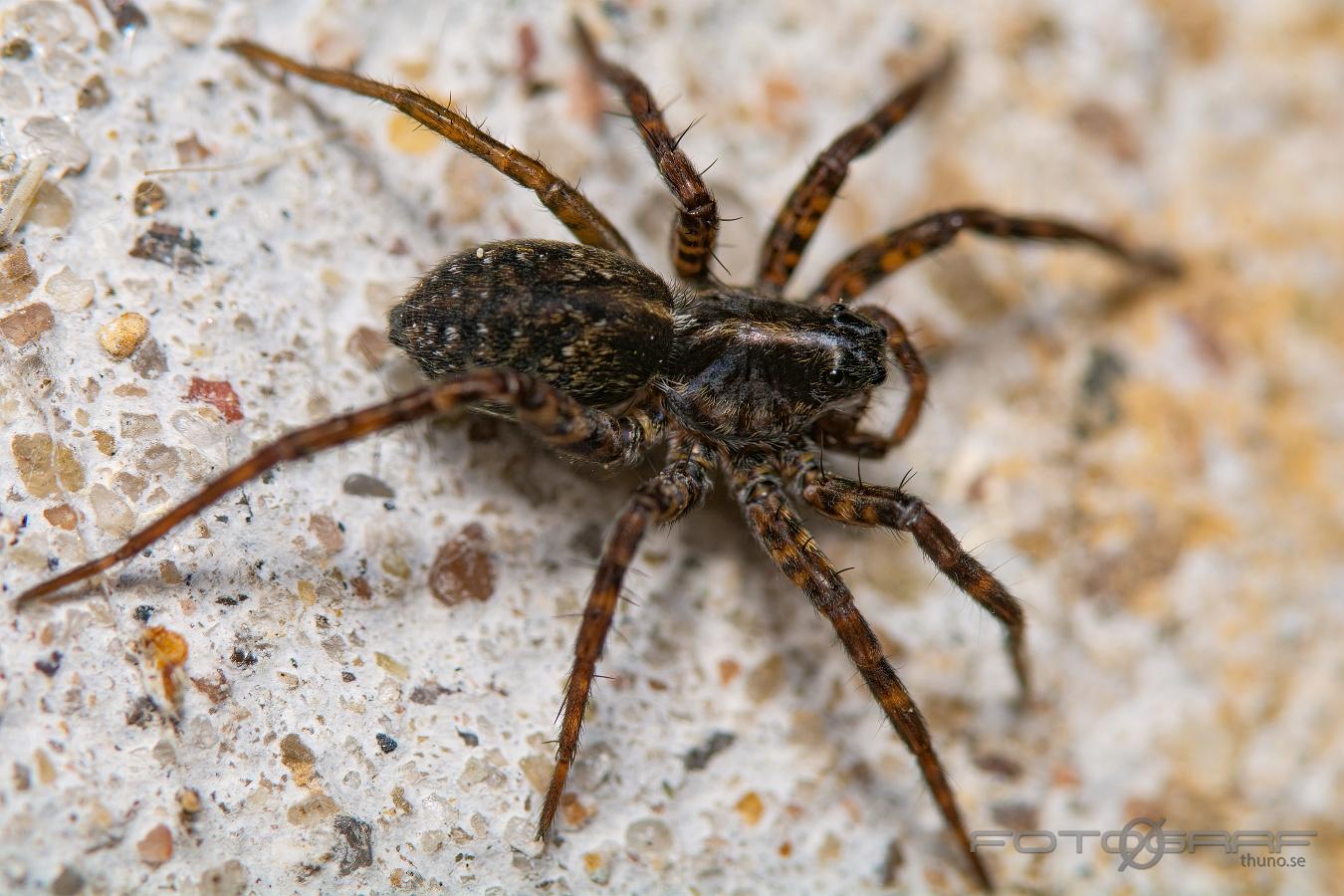 Wolf spider (Strumpvargspindel)