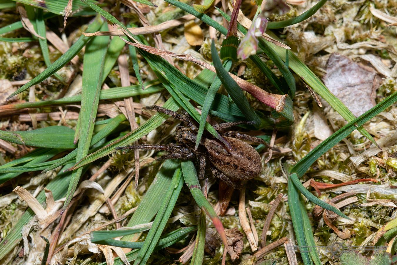 Ground-dwelling wolf spider (Ängsvargspindel)