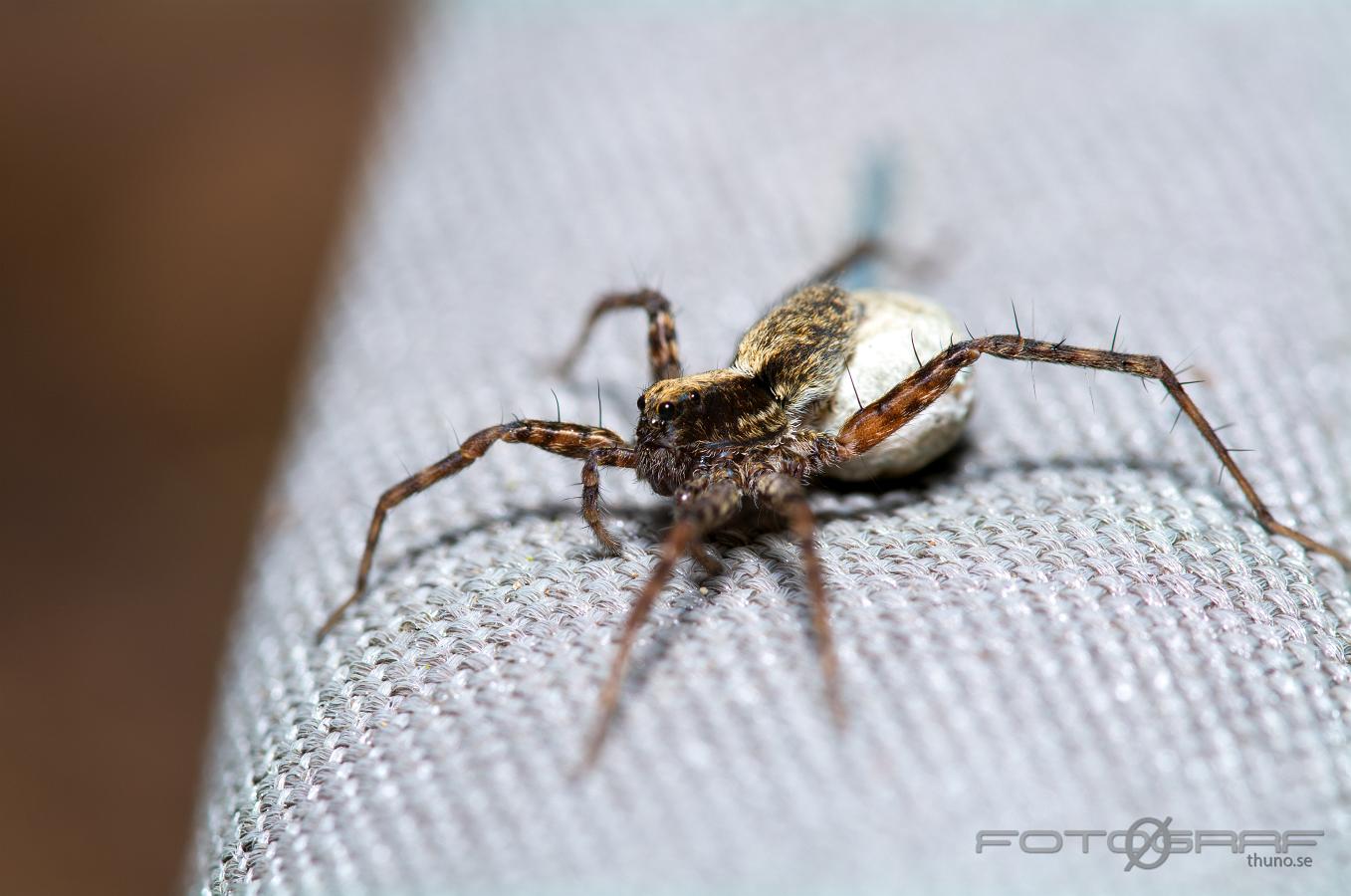 Thin-legged wolf spider (Lövvargspindel)