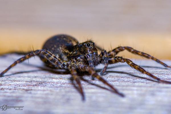 Spotted wolf spider (Prickvargspindel)