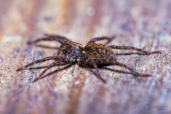 Wolf spider