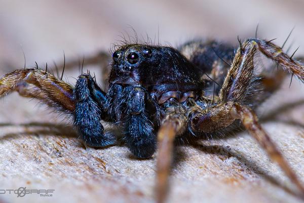 Spotted wolf spider (Prickvargspindel)