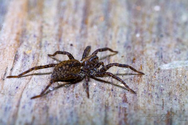 Wolf spider