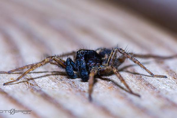 Spotted wolf spider (Prickvargspindel)