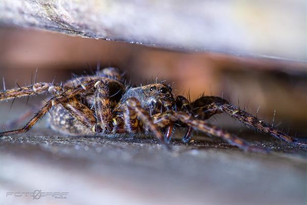 Wolf spider