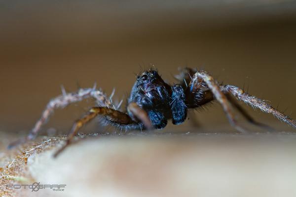 Spotted wolf spider (Prickvargspindel)