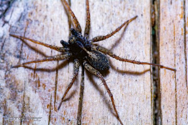 Spotted wolf spider (Prickvargspindel)