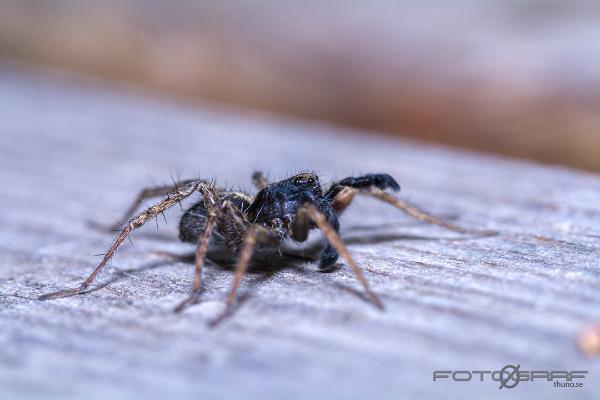 Spotted wolf spider (Prickvargspindel)