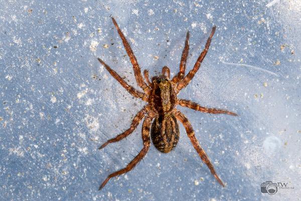 Common fox-spider (Ängsvargspindel)