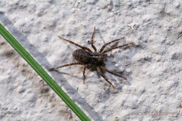 Wolf spider (Strumpvargspindel)