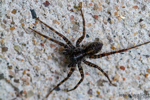 Wolf spider (Strumpvargspindel)