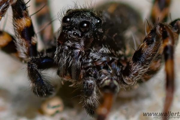 Wolf spider (Strumpvargspindel)