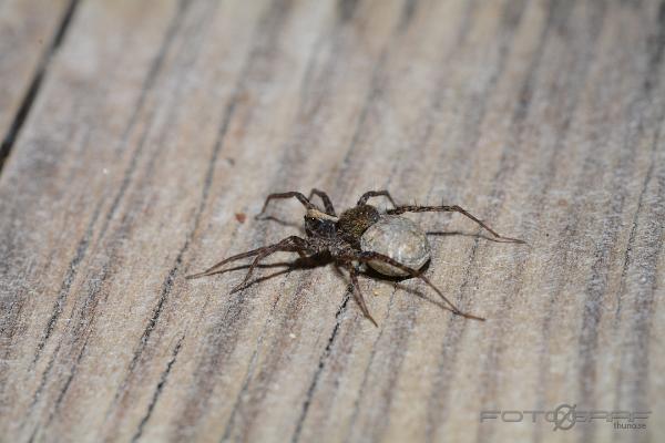 Thin-legged wolf spider (Lövvargspindel)