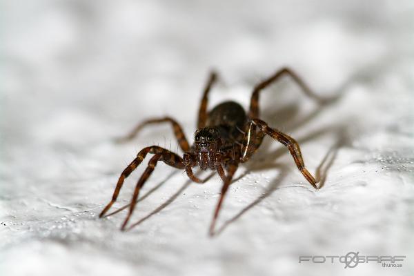 Wolf spider (Strumpvargspindel)