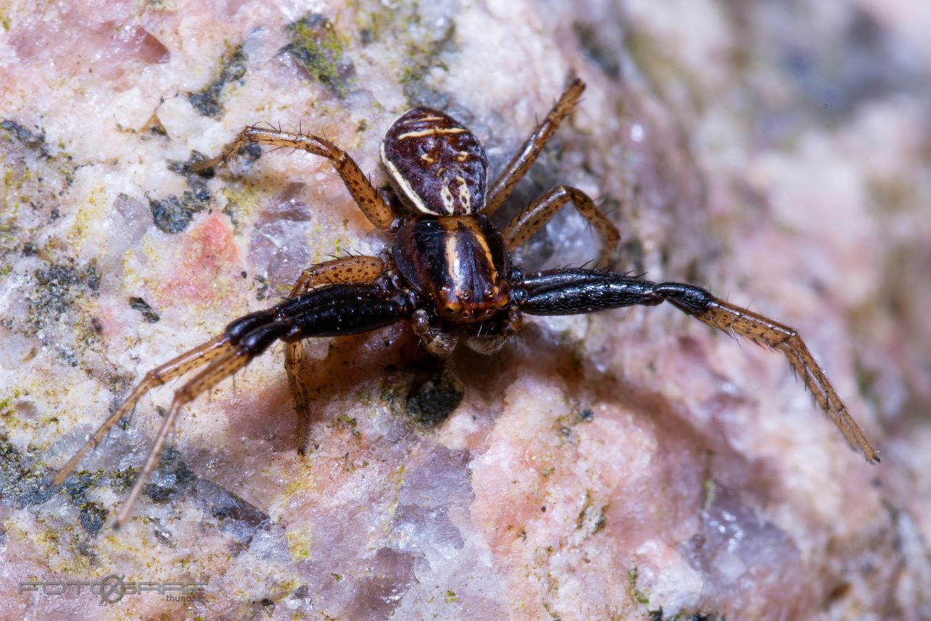 Swamp crab spider (Kärrkrabbspindel) Xysticus ulmi