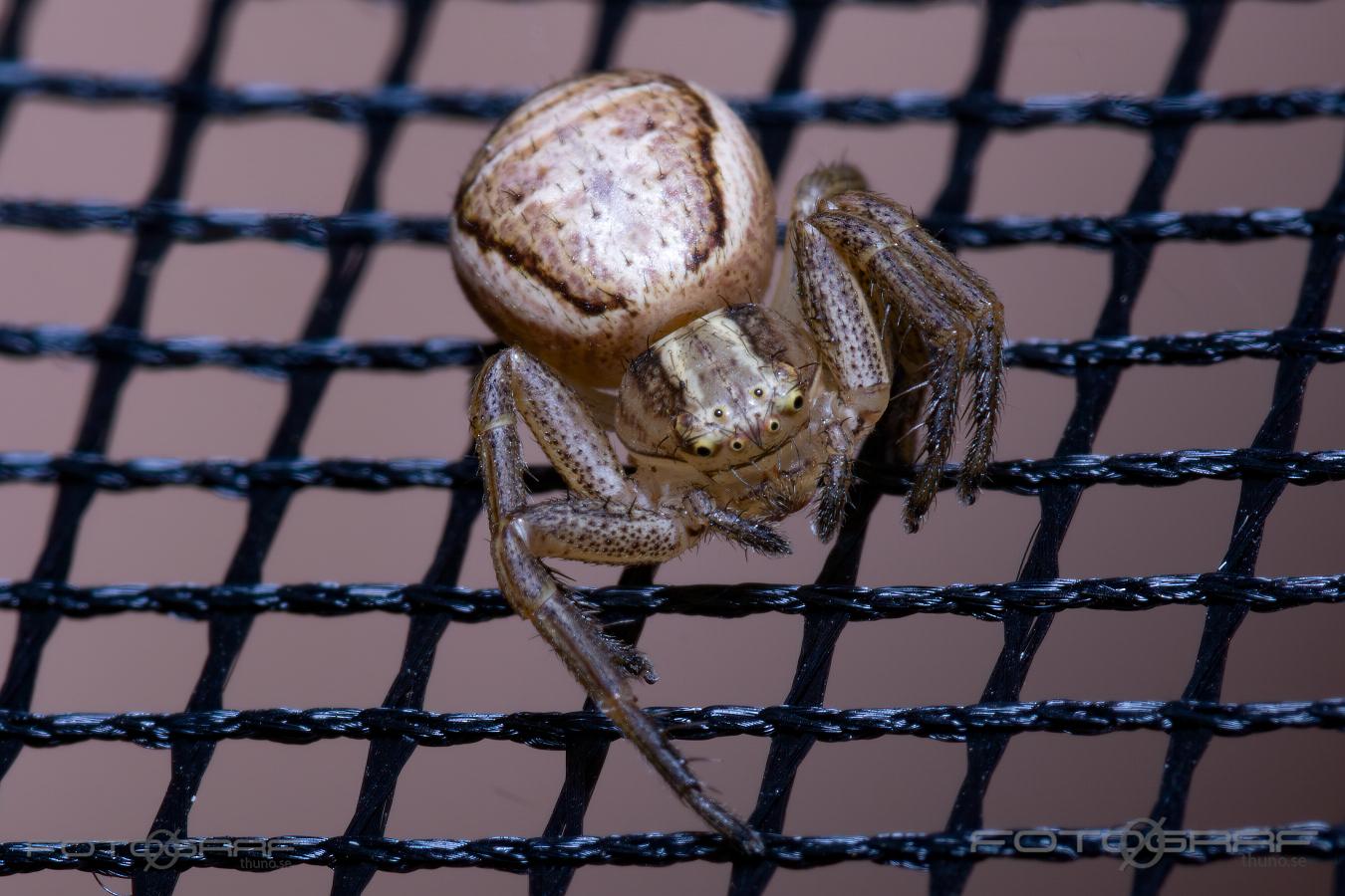 Swamp crab spider (Kärrkrabbspindel) Xysticus ulmi